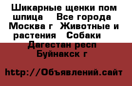 Шикарные щенки пом шпица  - Все города, Москва г. Животные и растения » Собаки   . Дагестан респ.,Буйнакск г.